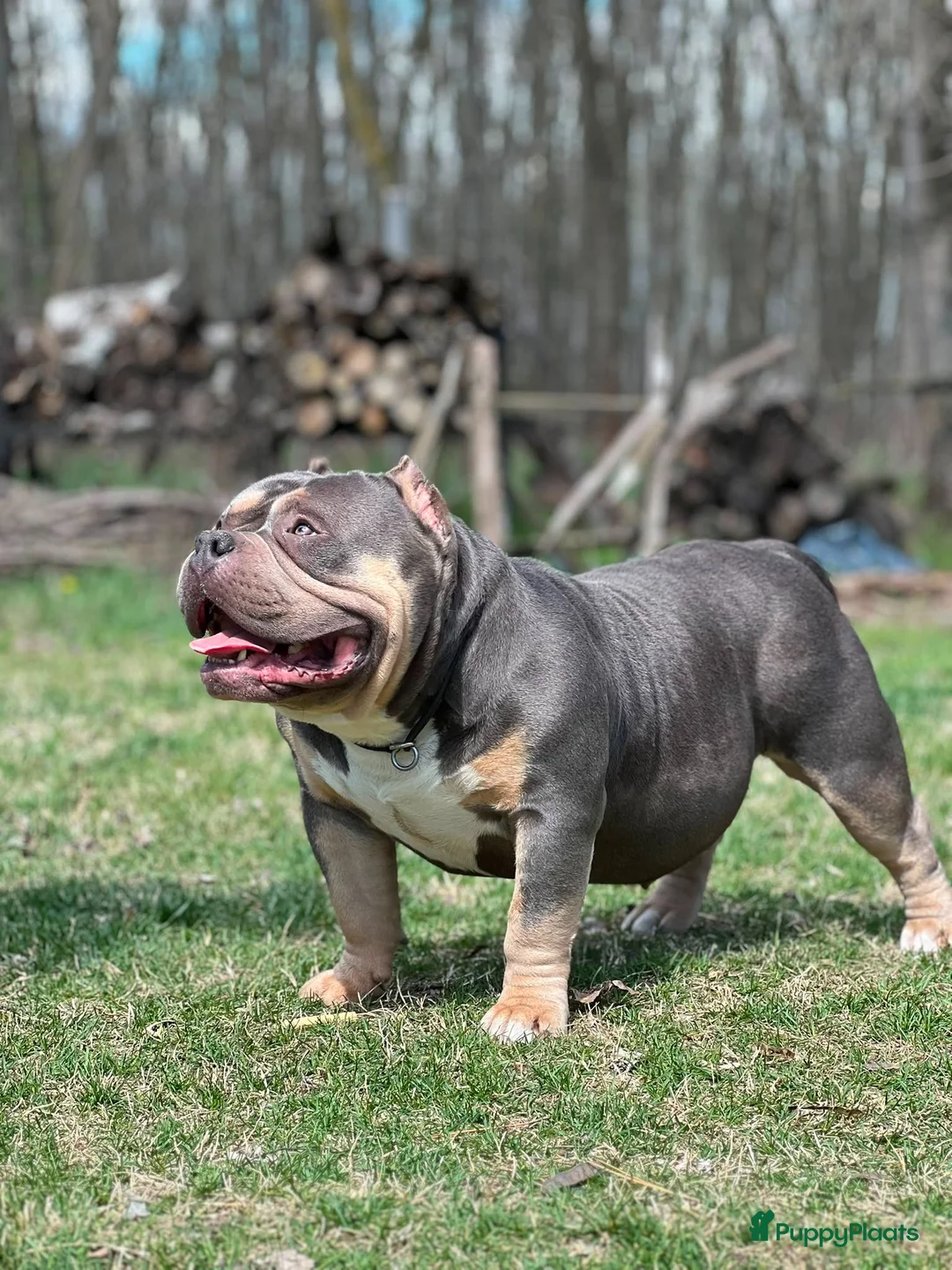 Amerikaanse Bully honden te koop: American Bully tricolor teefje te koop - Advertentie 1