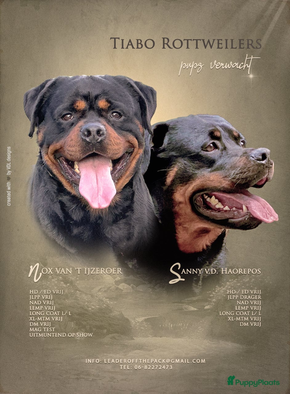Rottweiler honden Prachtige Rottweilerpups  - Advertentie 1