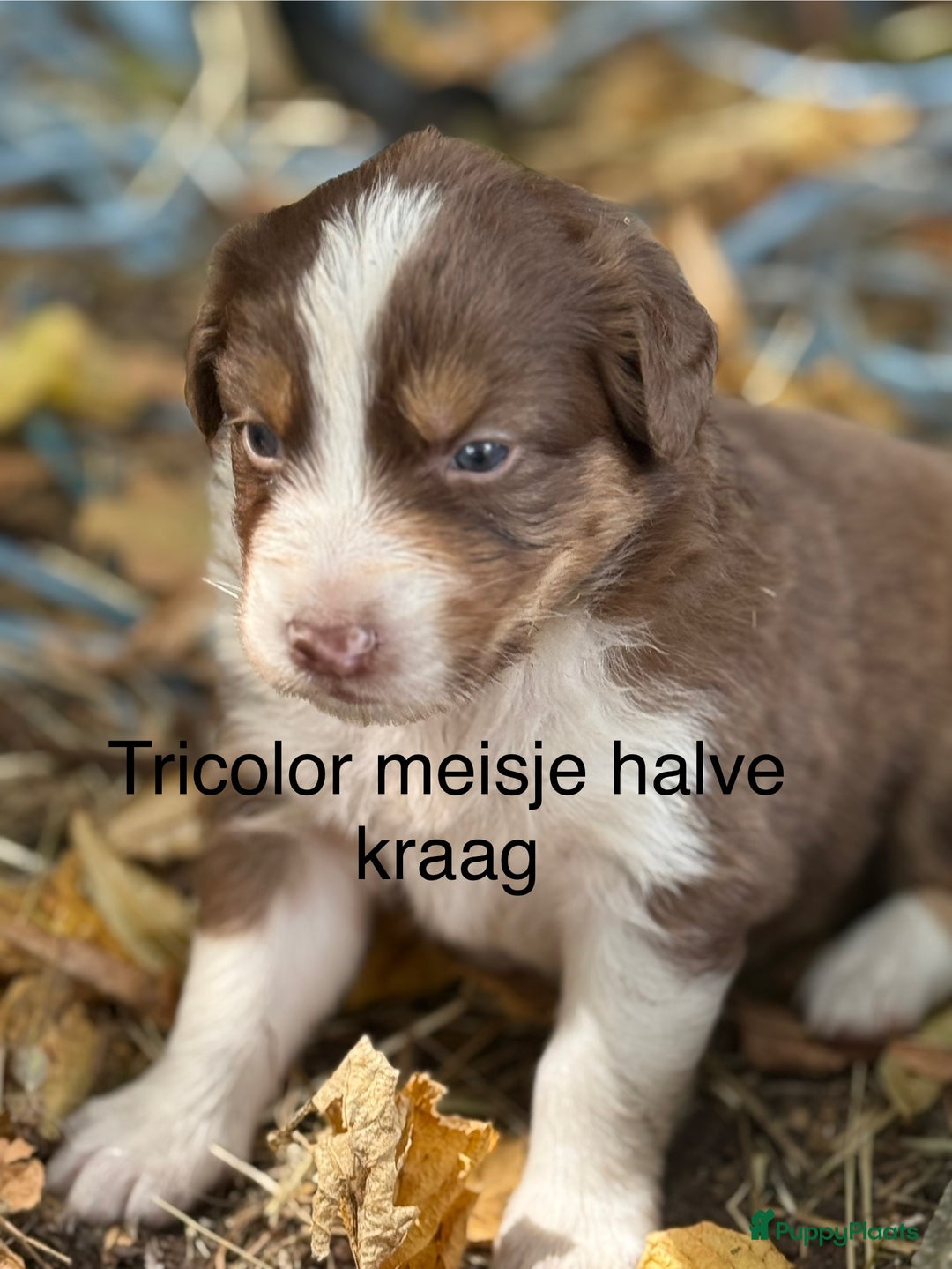 Australian Shepherd honden te koop: Raszuivere Australian Shepherd  - Afbeelding 9