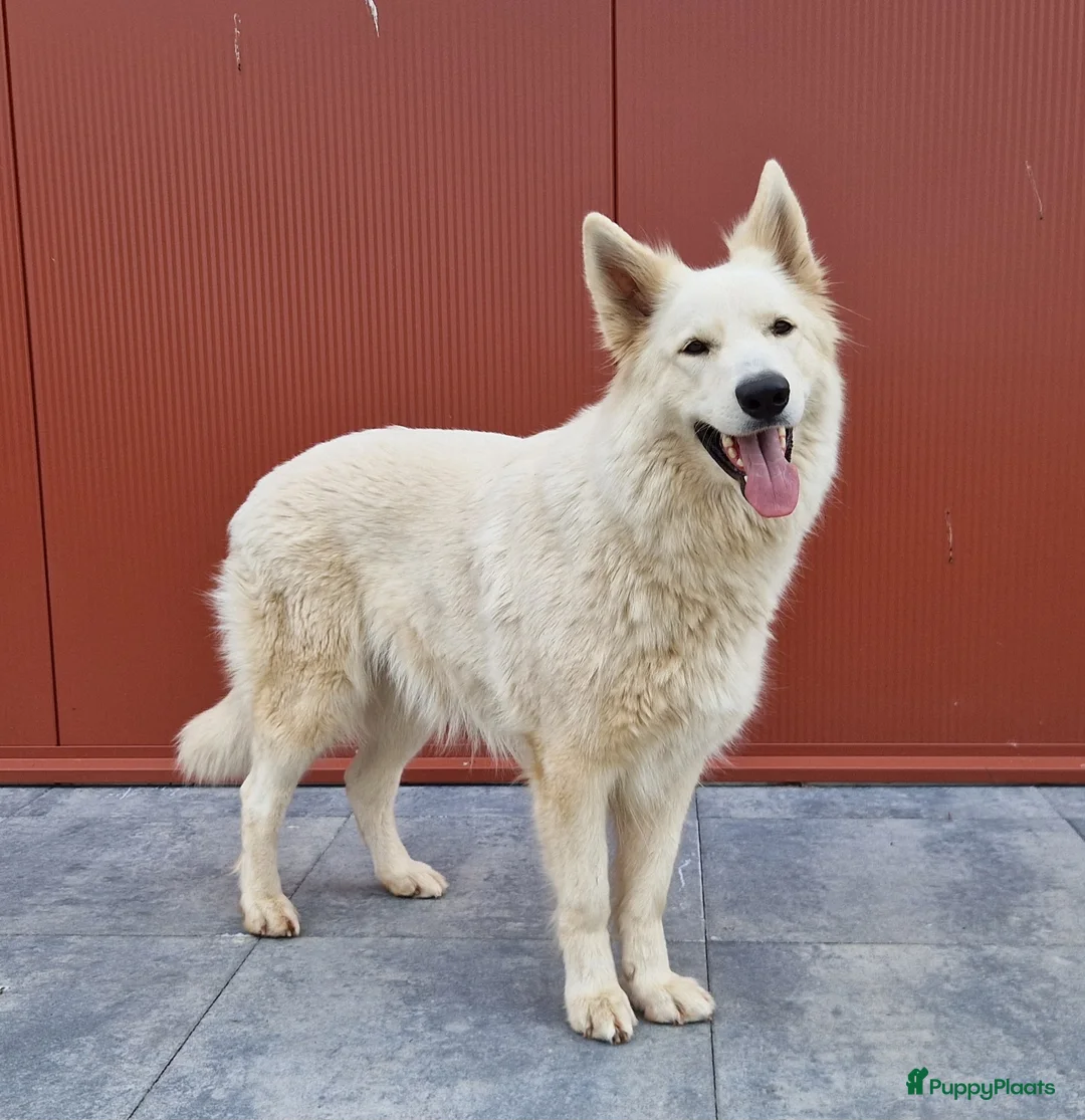 Galerij afbeelding {{count}}