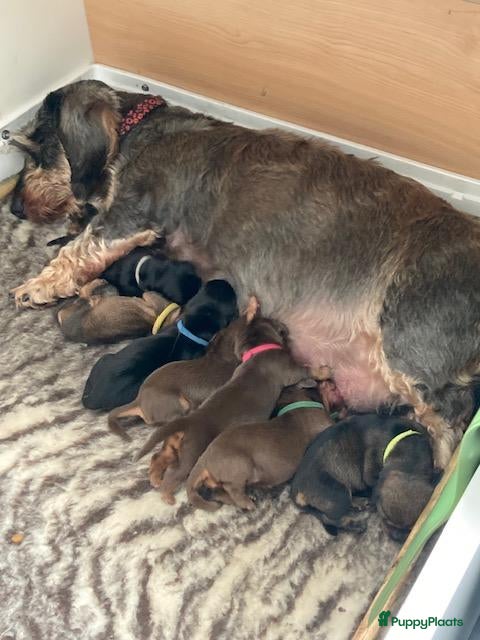 Ruwhaar Teckel honden Prachtige Standaard Ruwhaar Teckelpuppy’s ,  - Advertentie 2