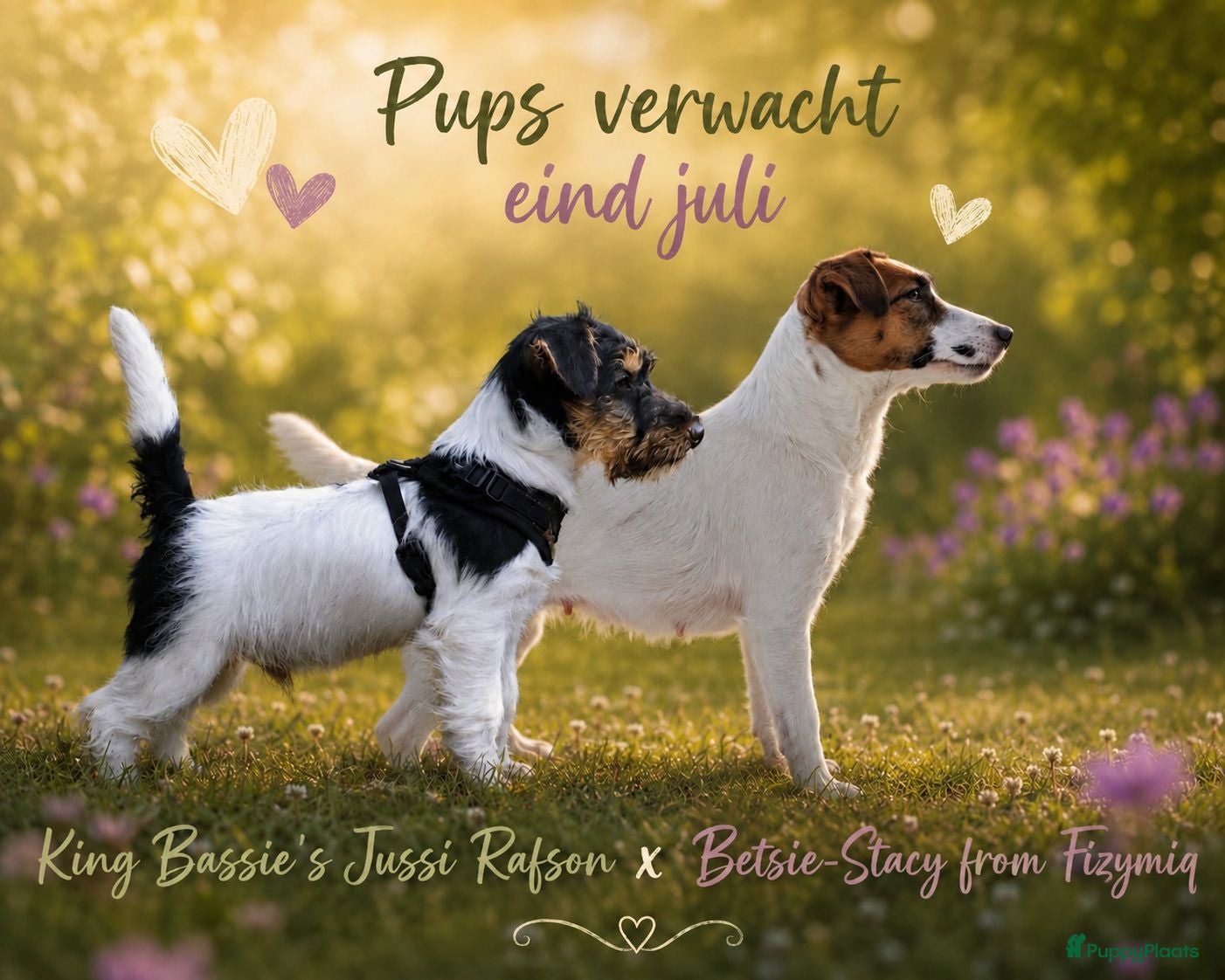 Jack Russel Terriër honden Lieve Jack Russell pups - Advertentie 1