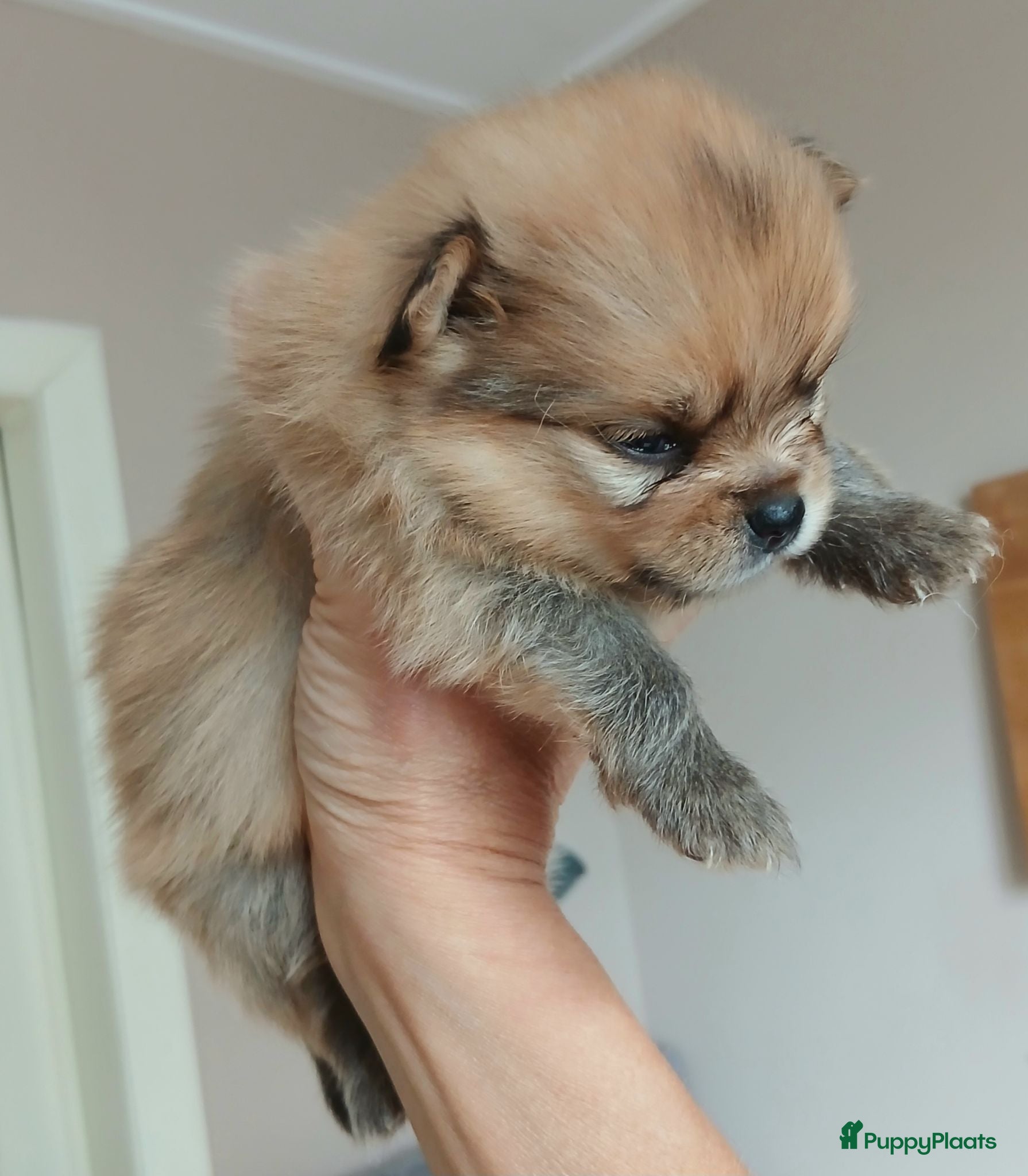 Pomeriaan honden Te koop - prachtige pomeriaan pups - Advertentie 1