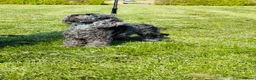 Poedel Toy honden te koop: Toypoedel merle - Advertentie 4
