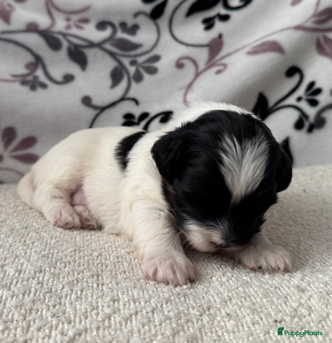 Kruising honden te koop: Kruising Maltipoo/ boomer nog 1 beschikbaar - Advertentie 8