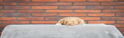 Nova Scotia Duck Tolling Retriever honden te koop: Super gesocialiseerd Toller Pups! - Advertentie 8