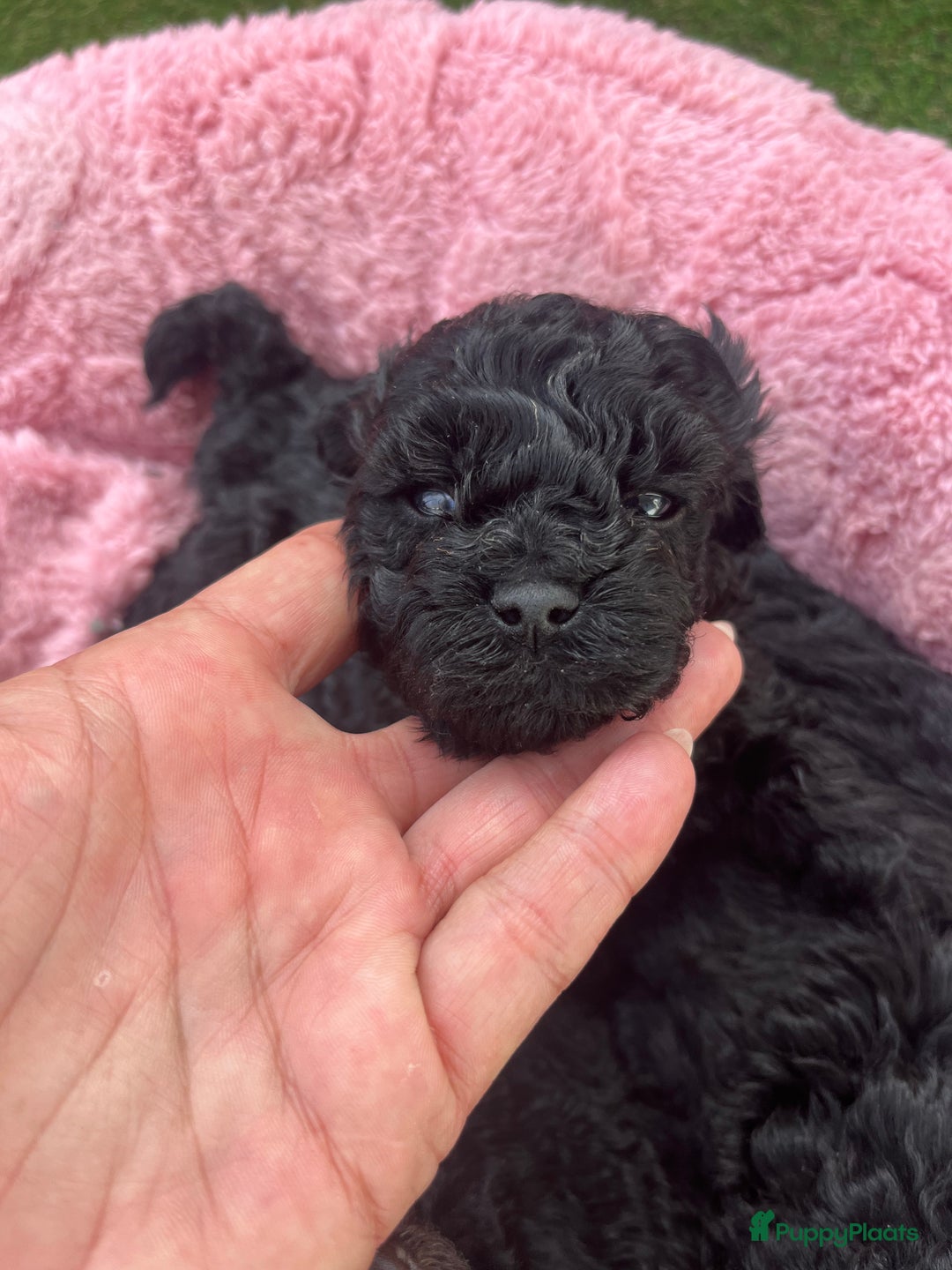 Poedel Toy honden te koop: Toy poedel pups  in Oss - Afbeelding 3