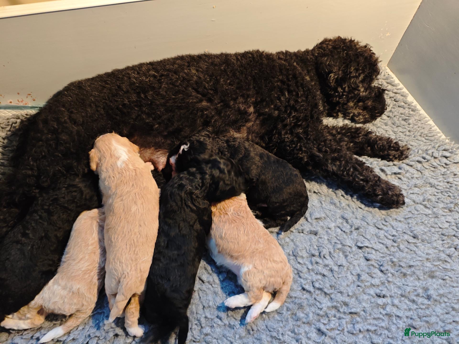 Maltipoo honden te koop: Maltipoo pups  - Advertentie 1