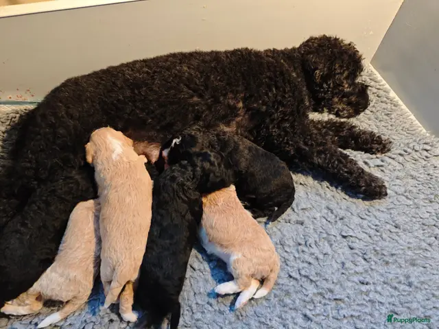 Maltipoo honden te koop: Maltipoo pups - Advertentie 1