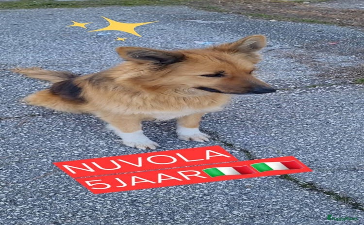 Kruising honden - Advertentie 8
