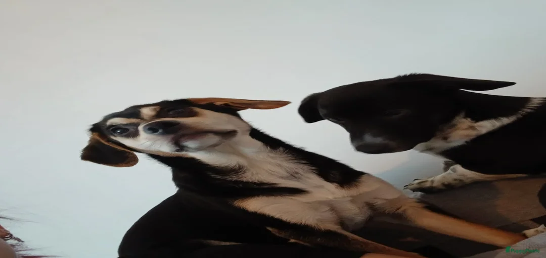 Galerij afbeelding {{count}}