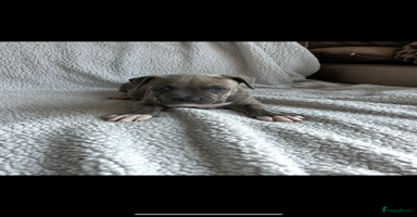 Amerikaanse Bully honden - Advertentie 2