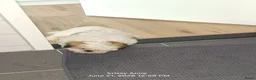 Shih Tzu honden te koop: Hond te koop - Advertentie 6
