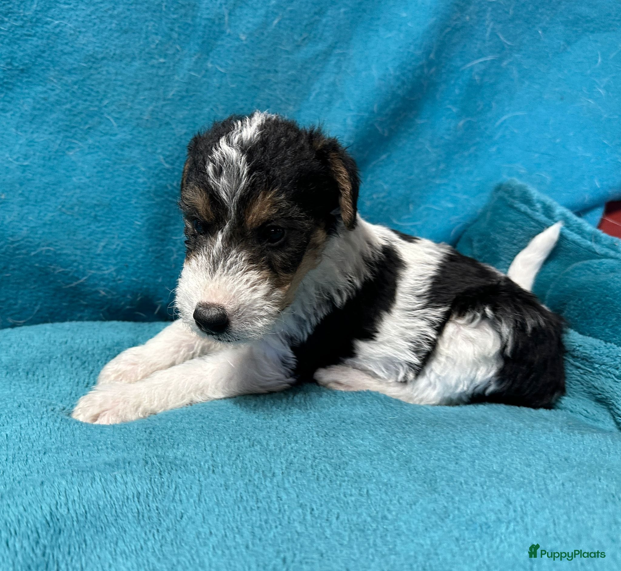 Fox Terriër Draadhaar honden Fox terrier draadhaar pups - Advertentie 1