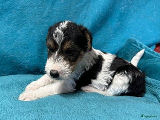 Fox Terriër Draadhaar honden Fox terrier draadhaar pups - Advertentie 1