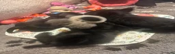 Schotse Terriër honden te koop: Twee Schotse terriër reutjes beschikbaar  - Advertentie 5