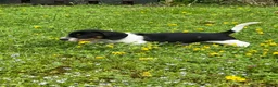 Ruwhaar Teckel honden te koop: Nest Ruwhaar Piebald Dwergteckels - Advertentie 3