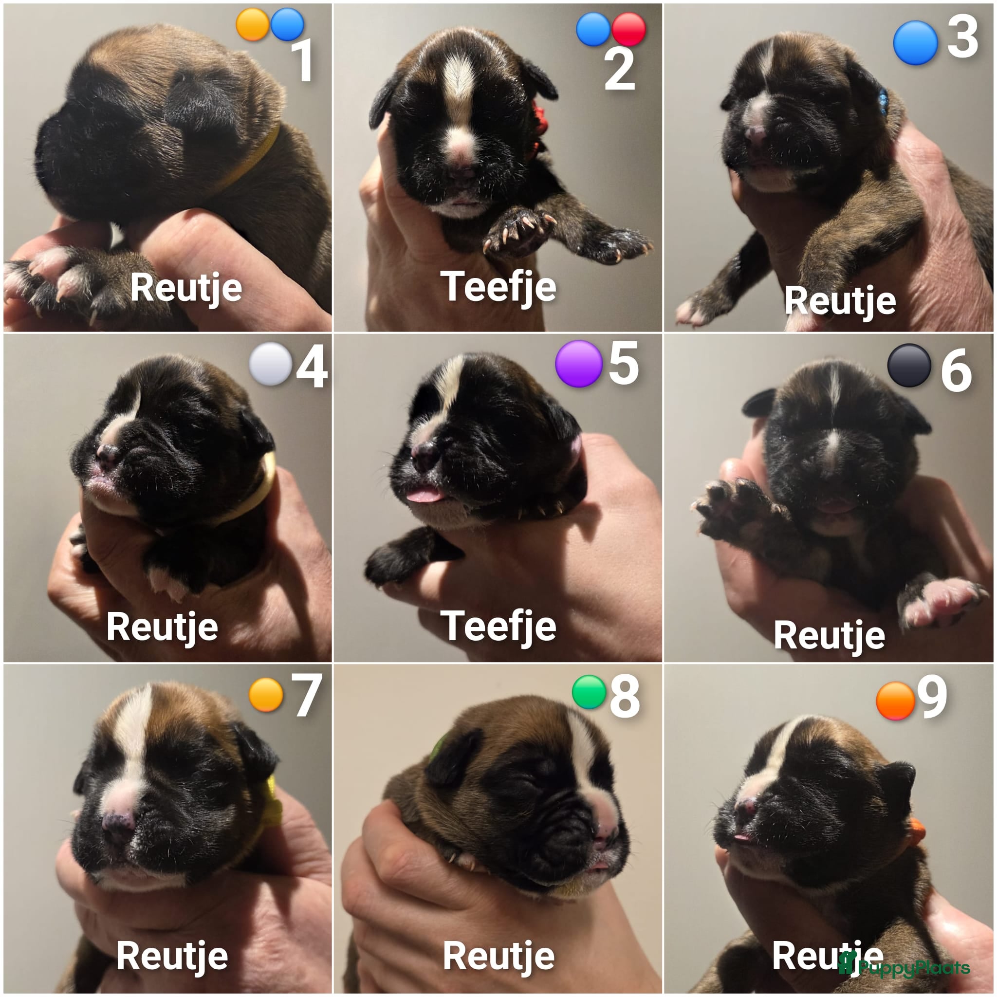 Boxer honden Schitterende Boxer pups geboren! - Advertentie 1