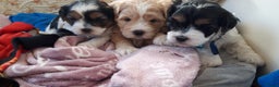 Kruising honden te koop: Schattige Boomer Puppy's - Advertentie 18