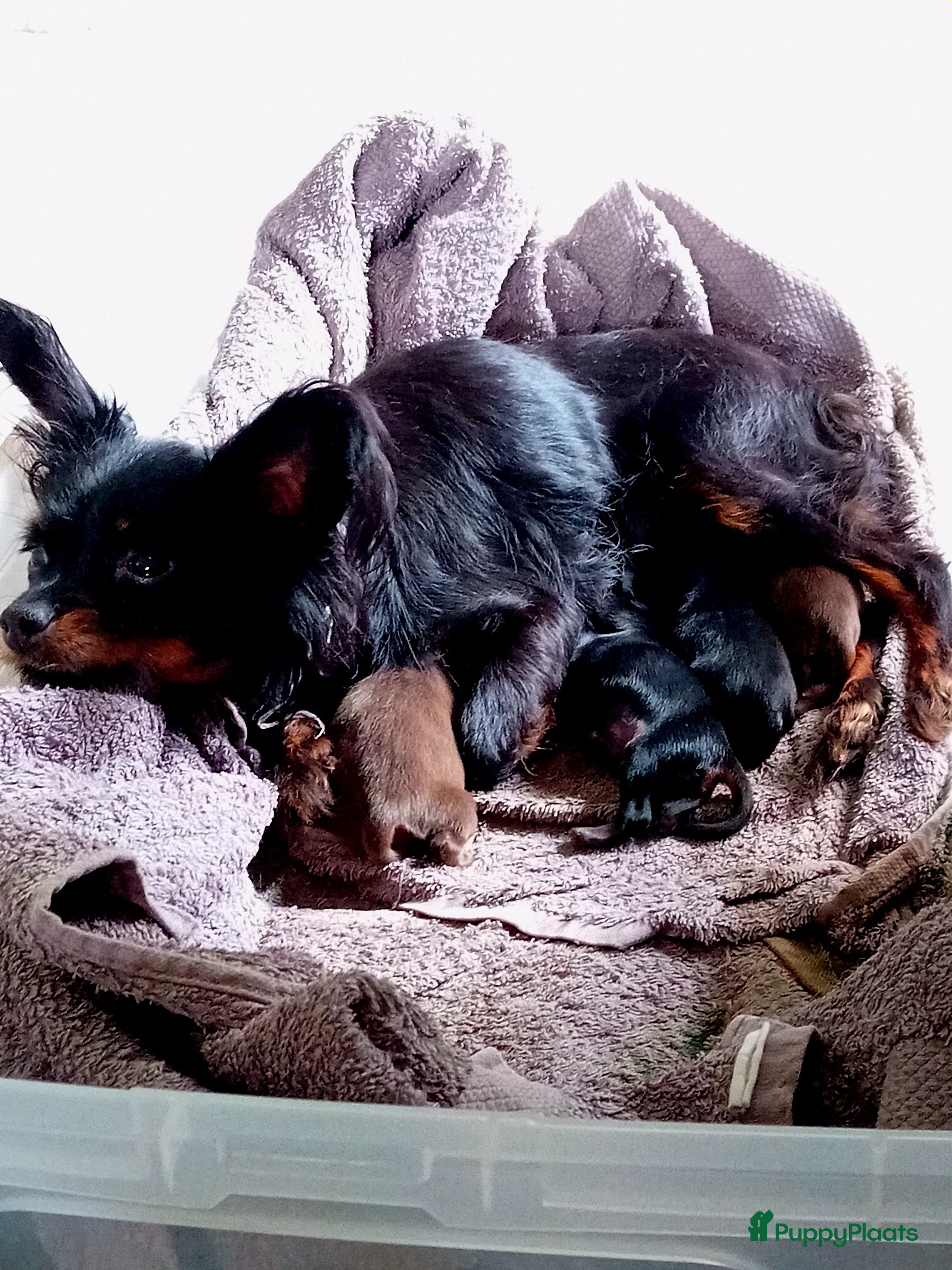 Russische Toy Terriër honden Pups verwacht in 2026 - Advertentie 2