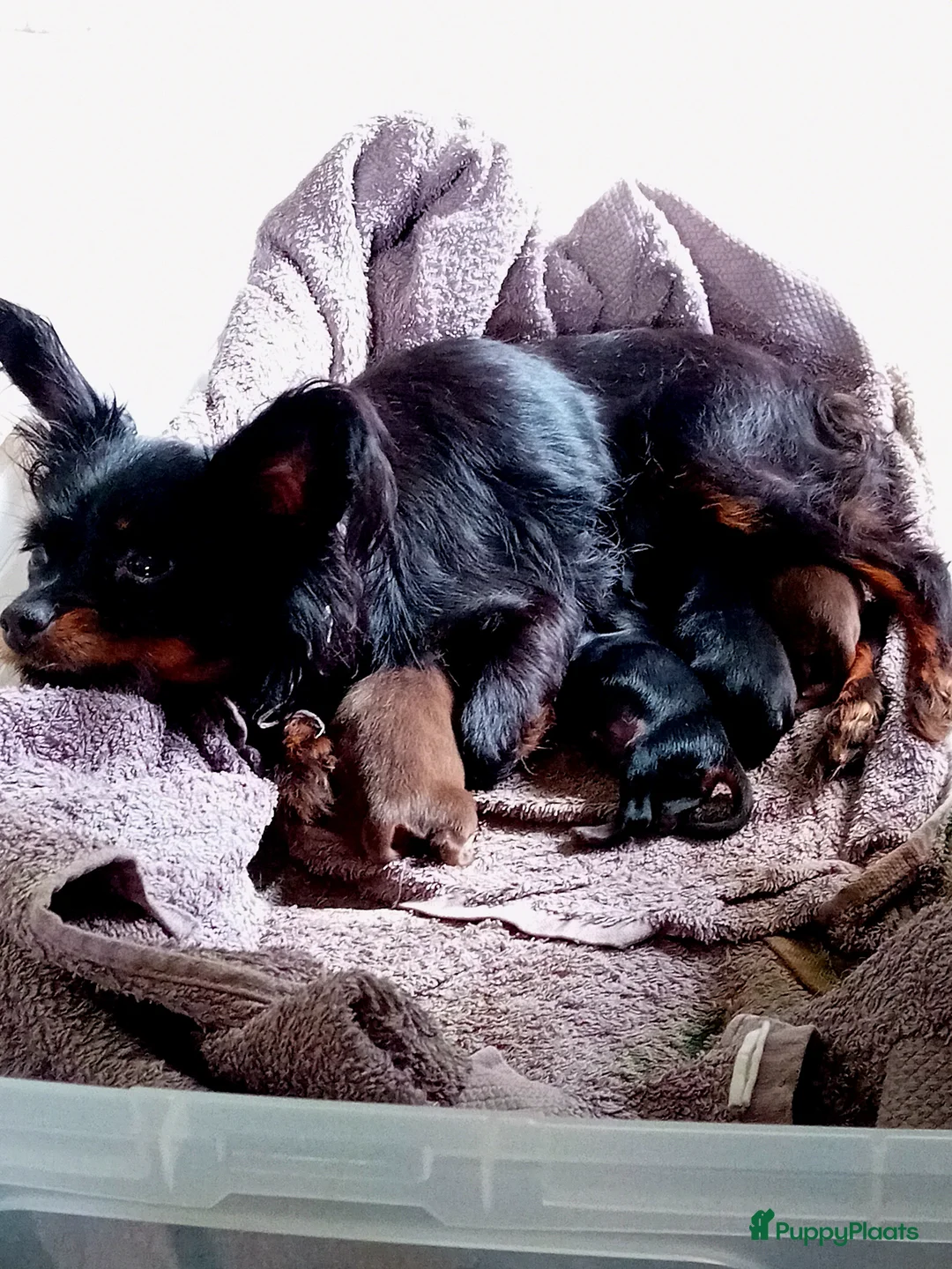 Russische Toy Terriër honden te koop: Pups verwacht in 2026 - Advertentie 2