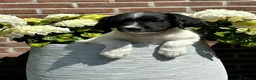 Friese Stabij honden te koop: Lieve en Sociale Friese Stabij pups - Advertentie 3