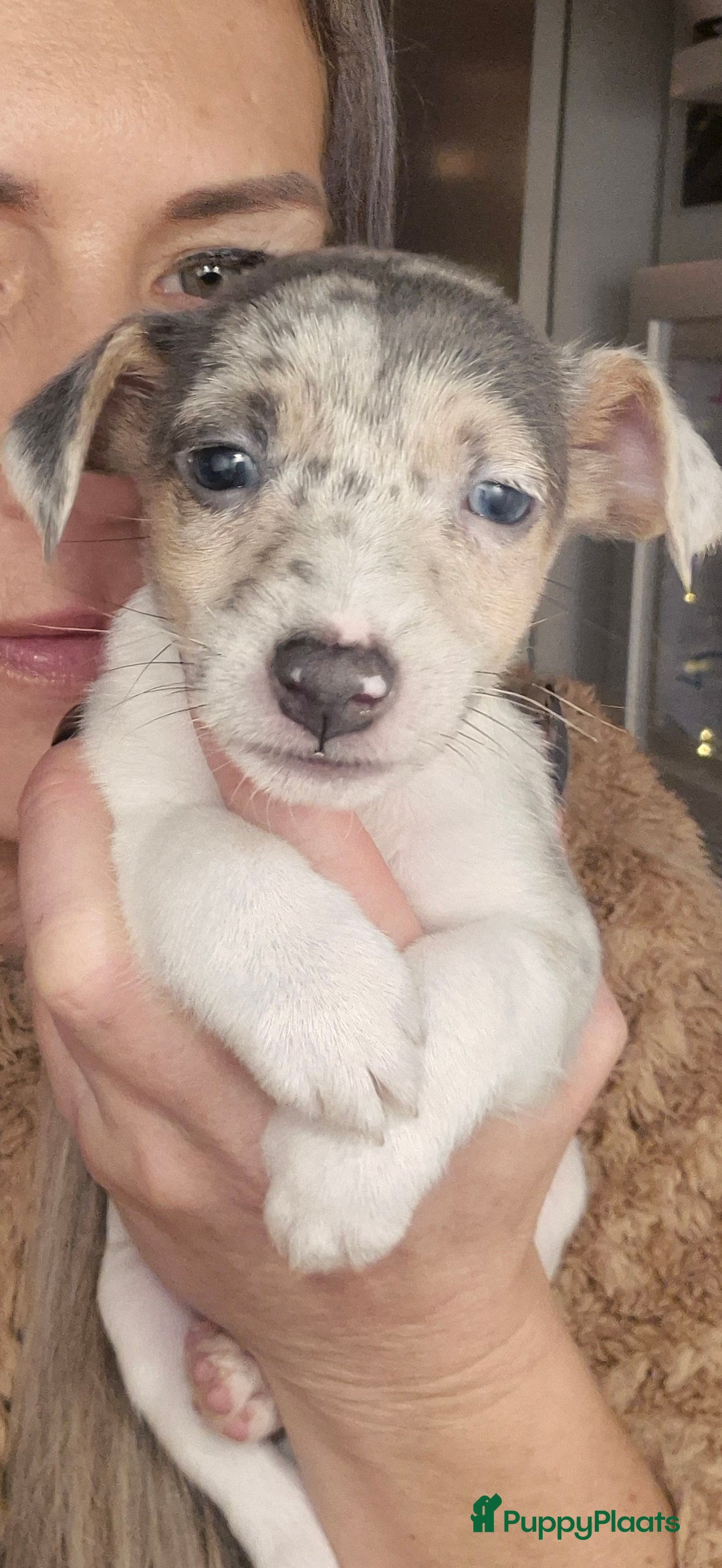 Jack Russel Terriër honden te koop: Nog 2 silver merle.reutjes uit een nestje van 6 ! - Advertentie 2