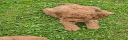Labradoodle honden te koop: Labradoodle puppie's prachtige kleuren. - Advertentie 10