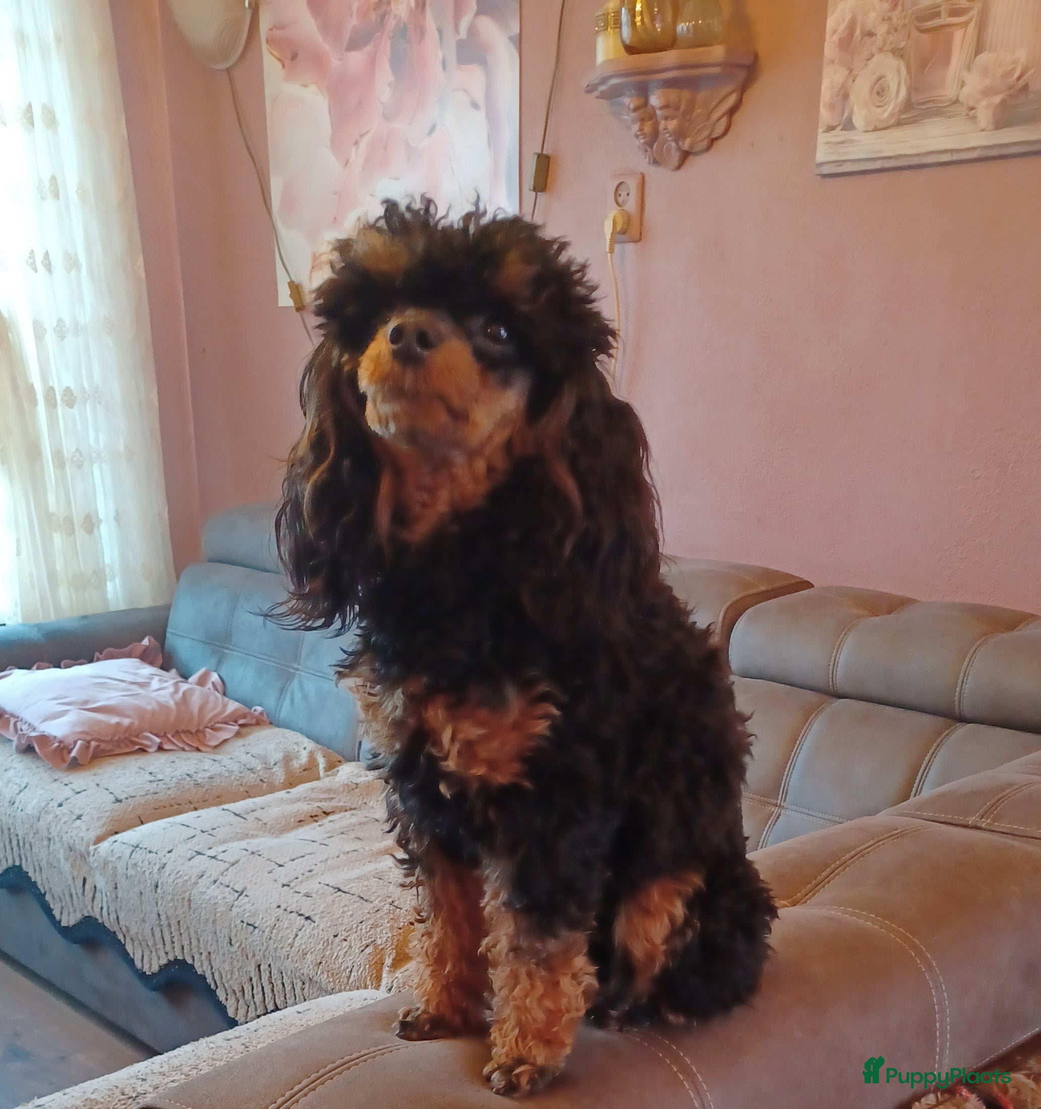 Poedel Toy honden Toy poedel reu Black en tan - Advertentie 1