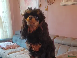 Poedel Toy honden Toy poedel reu Black en tan - Advertentie 3