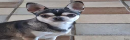 Chihuahua honden te koop: Husky chihuahua reu - Advertentie 2