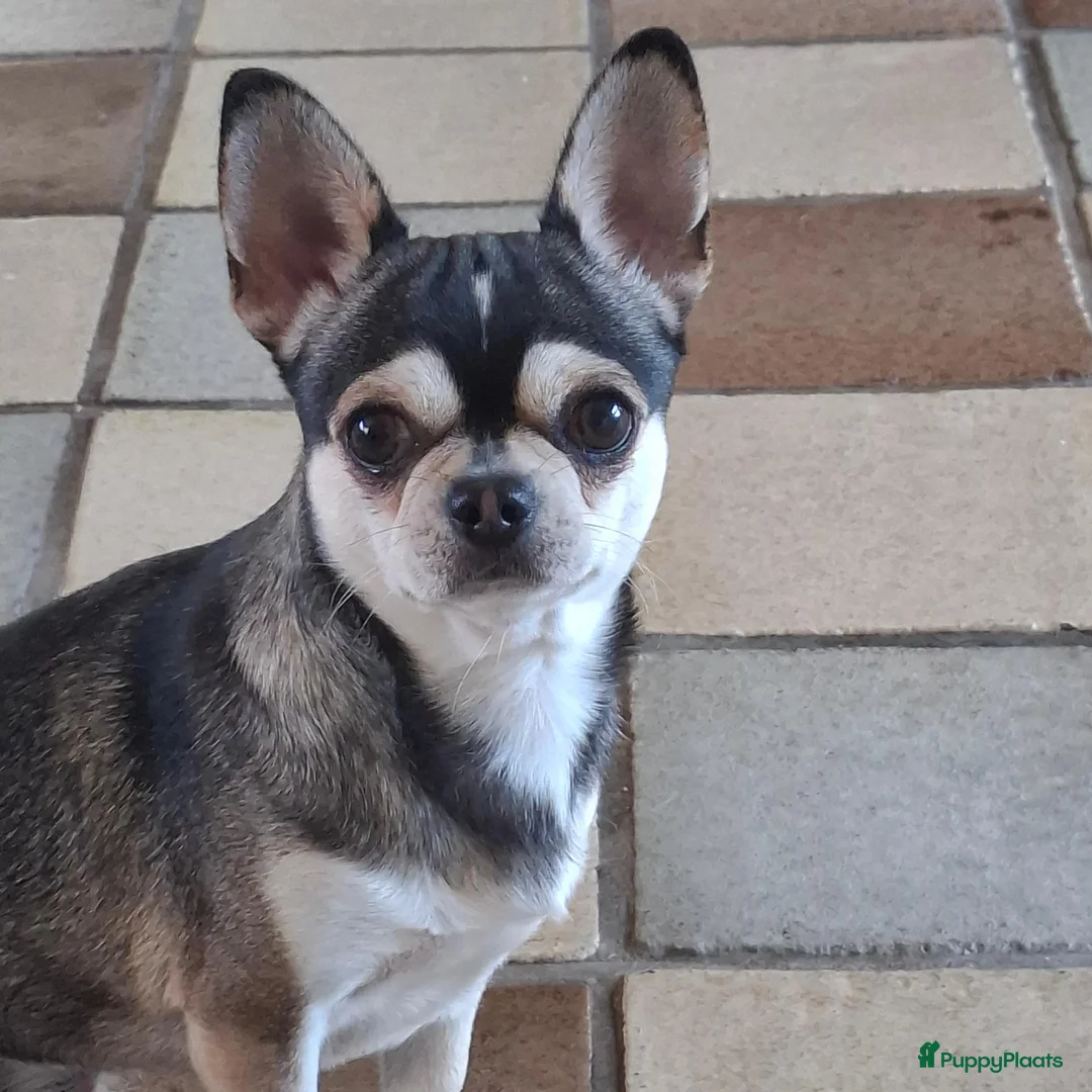 Chihuahua honden te koop: Husky chihuahua reu - Advertentie 2