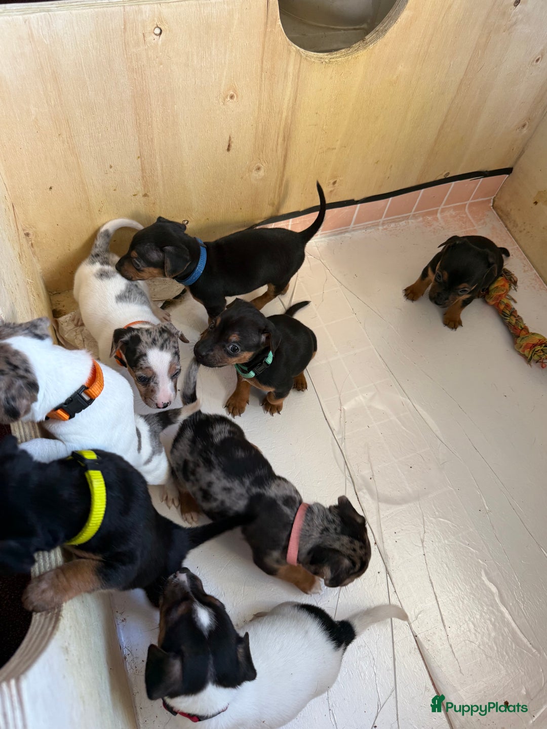 Jack Russel Terriër honden te koop: Jack Russel Pups - Advertentie 5