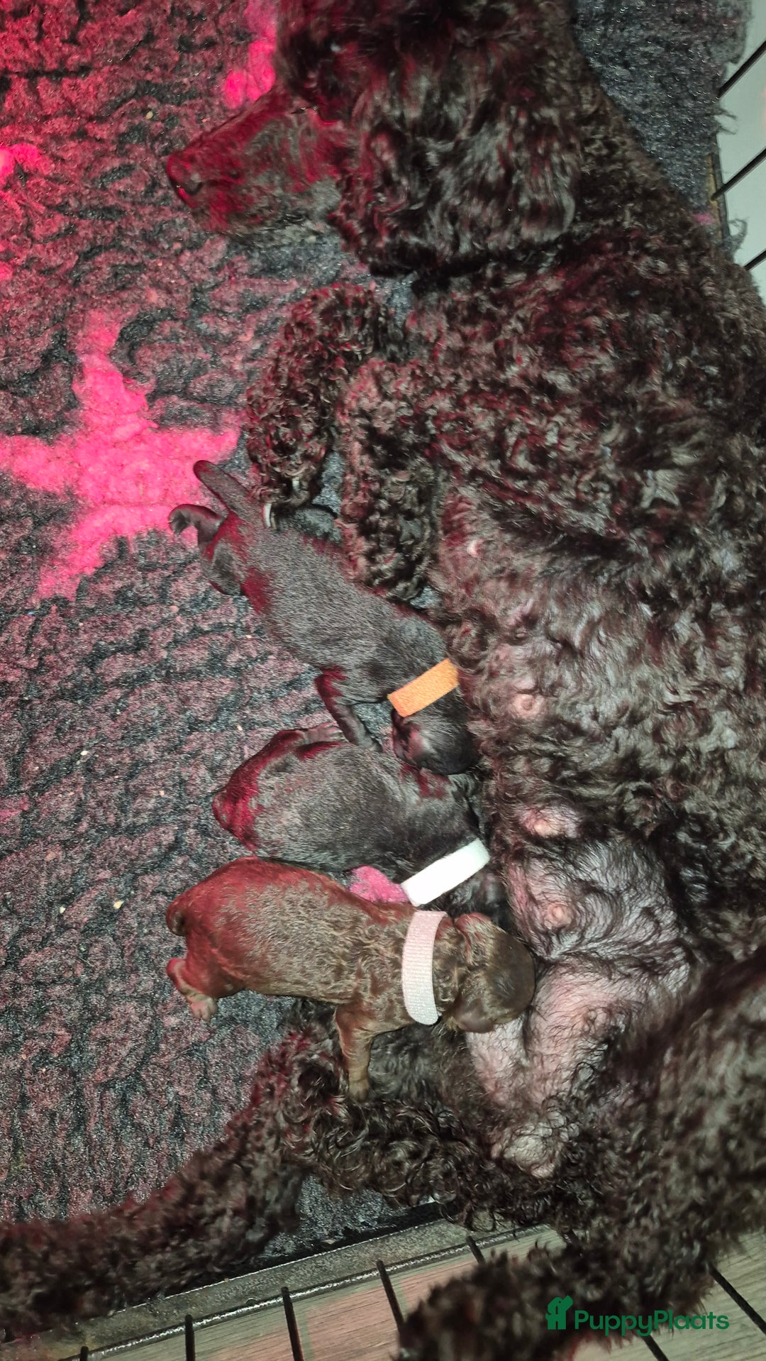 Poedel Toy honden te koop: Prachtige toypoedel pups teefjes - Advertentie 3