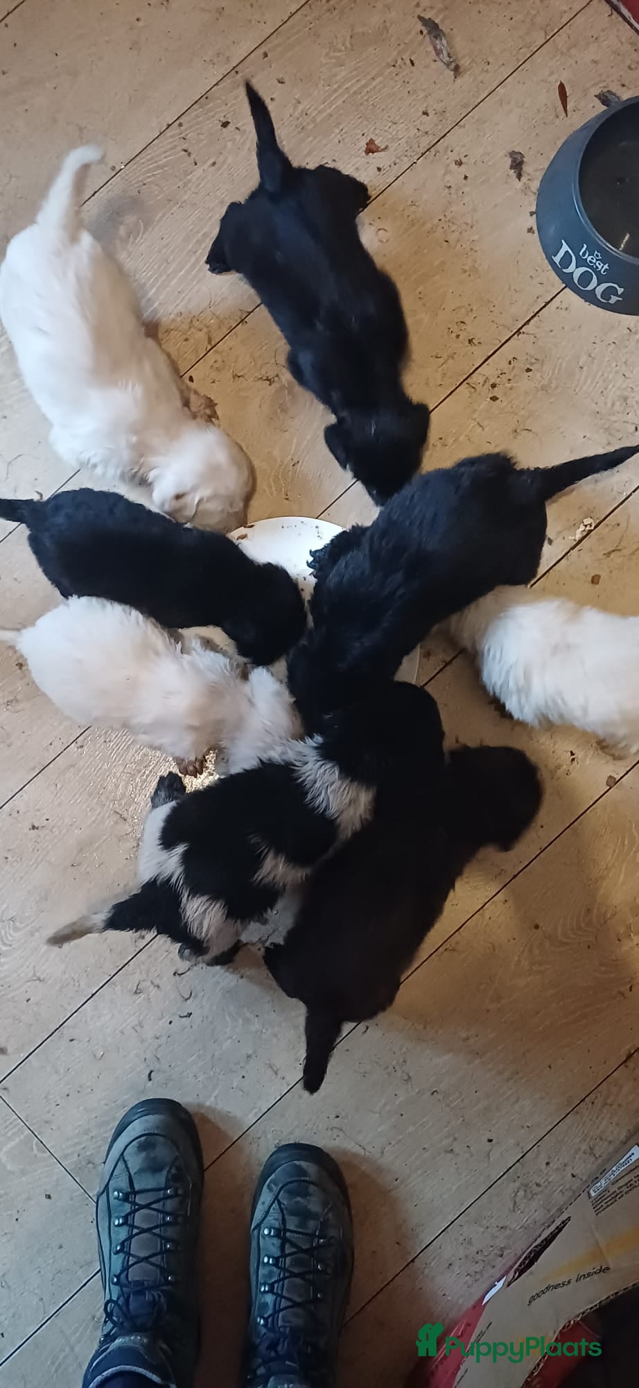 Kruising honden Ben jij het baasje van een van deze mooie puppy's? - Advertentie 5