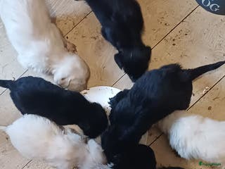 Kruising honden Ben jij het baasje van een van deze mooie puppy's? - Advertentie 2