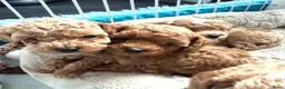 Maltipoo honden te koop: Mini maltipoo f1 b super mooie, gezonde pups - Advertentie 17