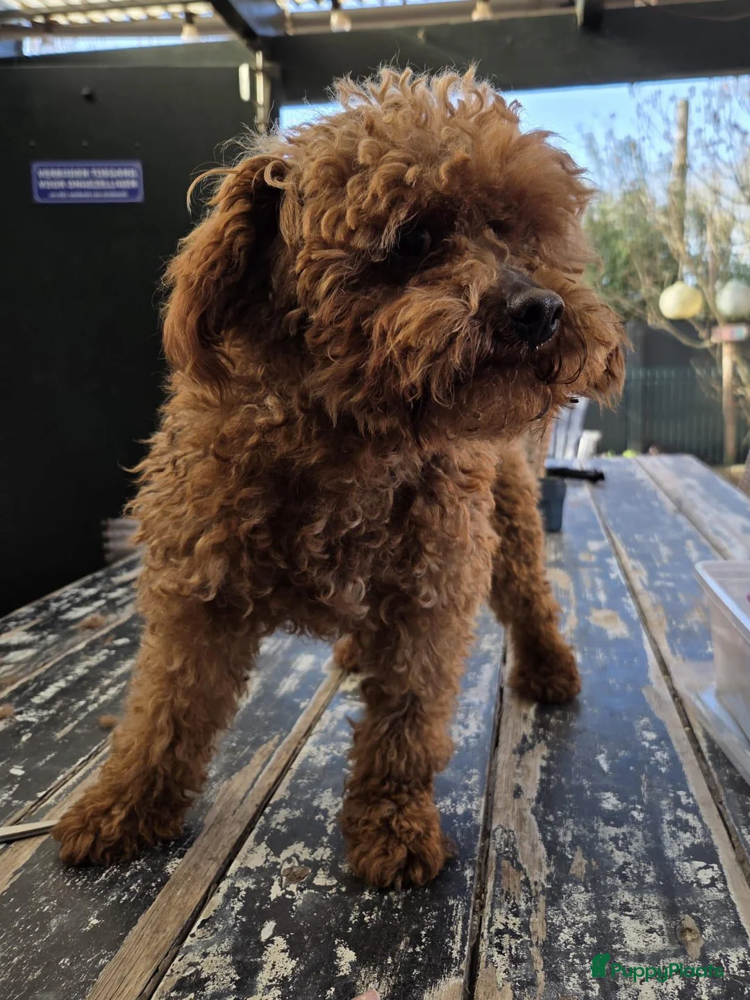 Cockapoo honden te koop: Cockapoo pups beschikbaar  - Advertentie 11