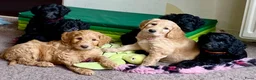 Australian Labradoodle honden te koop: Prachtige Australiën Labradoodle pup💗 - Advertentie 4
