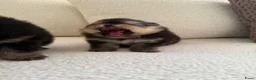 Pomeriaan honden te koop: Pomeranian pomeriaan pups  - Advertentie 22