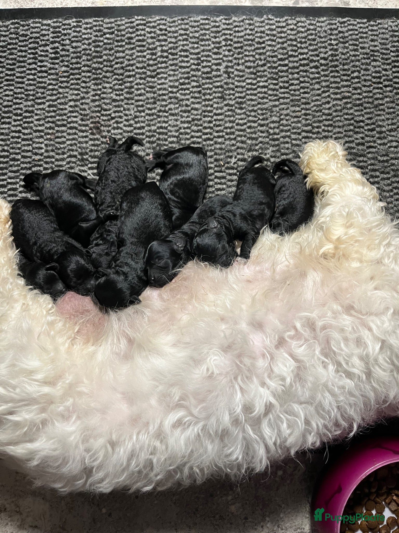 Maltipoo honden Maltipoo  - Advertentie 2