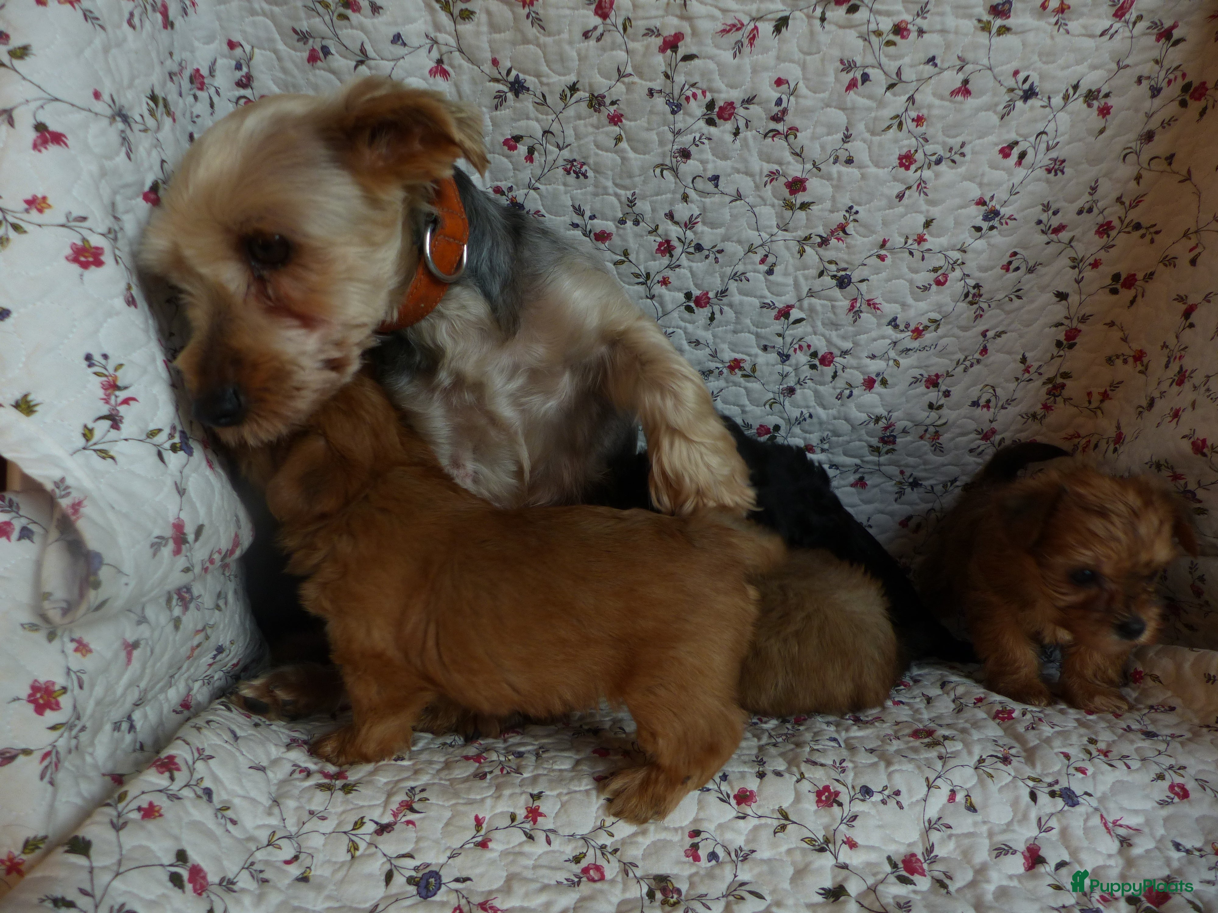 Yorkshire Terriër honden 5 pups Yorkshire Terrier gezond niet doorgefokt - Advertentie 1