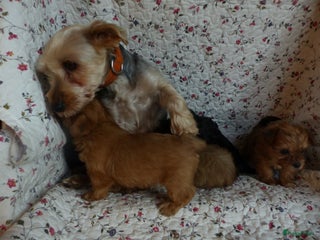 Yorkshire Terriër honden 5 pups Yorkshire Terrier gezond niet doorgefokt - Advertentie 18