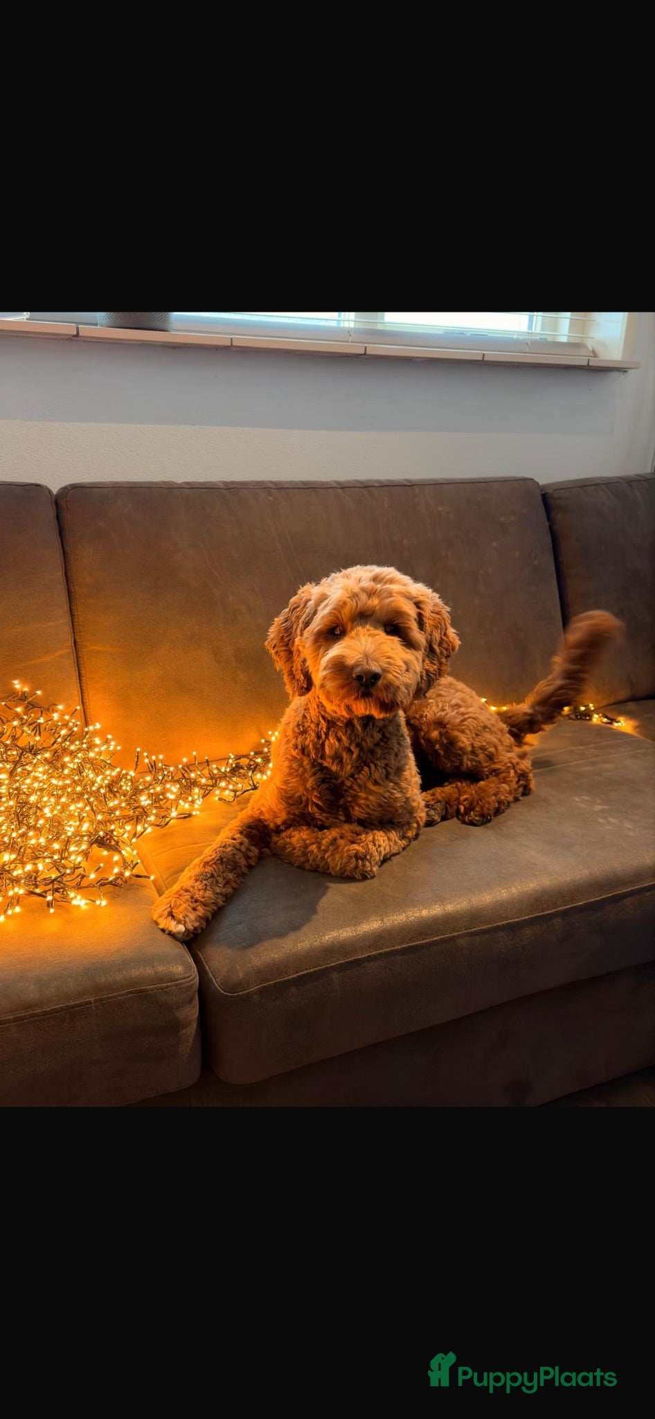 Australian Labradoodle honden Prachtige Australian labradoodle pups  - Advertentie 1