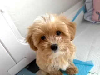 Maltipoo honden Mini maltipoo f1 , lief, speels en gezond - Advertentie 18