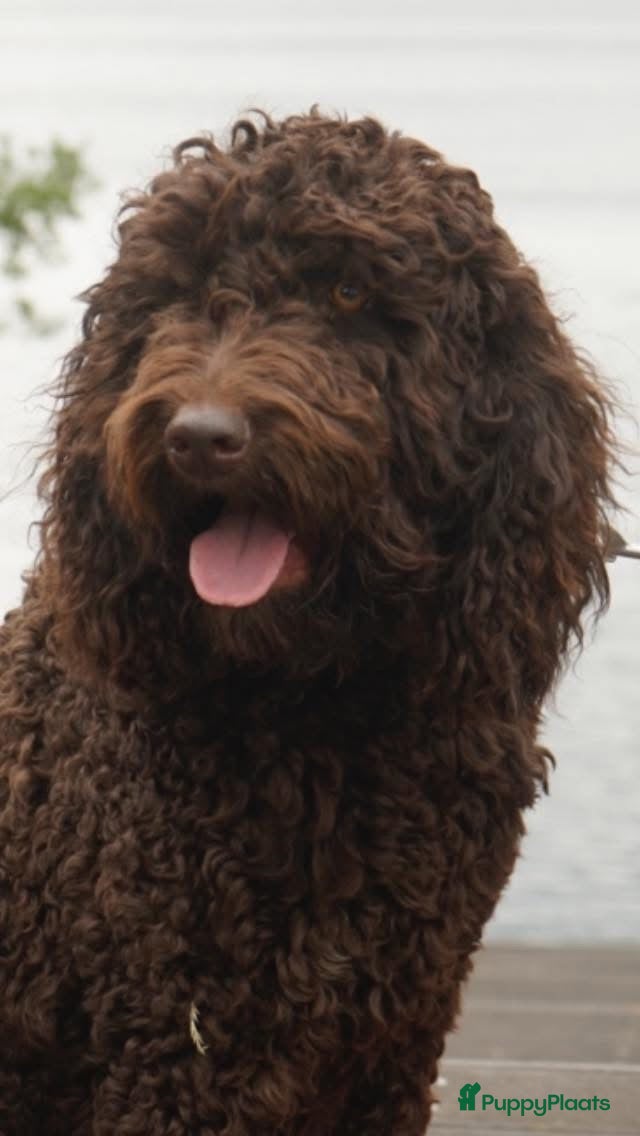 Barbet honden te koop: Barbet pups  - Advertentie 1