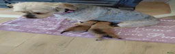 Overig honden te koop: Schattige Puppy's te koop - Advertentie 14