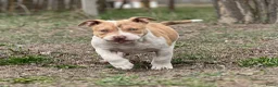 Amerikaanse Bully honden te koop: American Bully Pocket - Advertentie 5