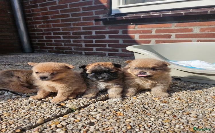 Pomeriaan honden - Advertentie 1