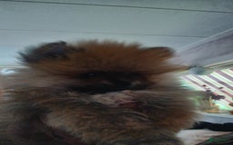 Pomeriaan honden te koop: Bearface pomeriaan  in Houten - Afbeelding 1